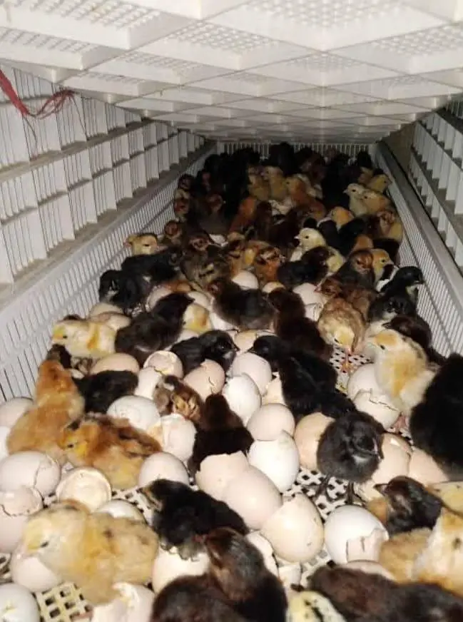 chicks | choza | Golden | Misri | Australop | Broiler | Hen — photo 2