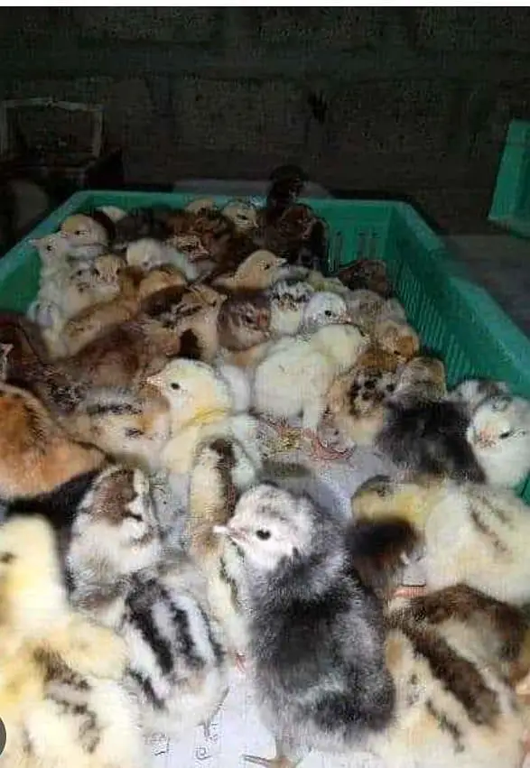 chicks | choza | Golden | Misri | Australop | Broiler | Hen — photo 3
