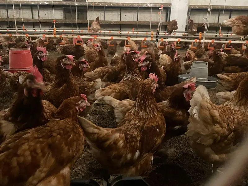 chicks | choza | Golden | Misri | Australop | Broiler | Hen — photo 4