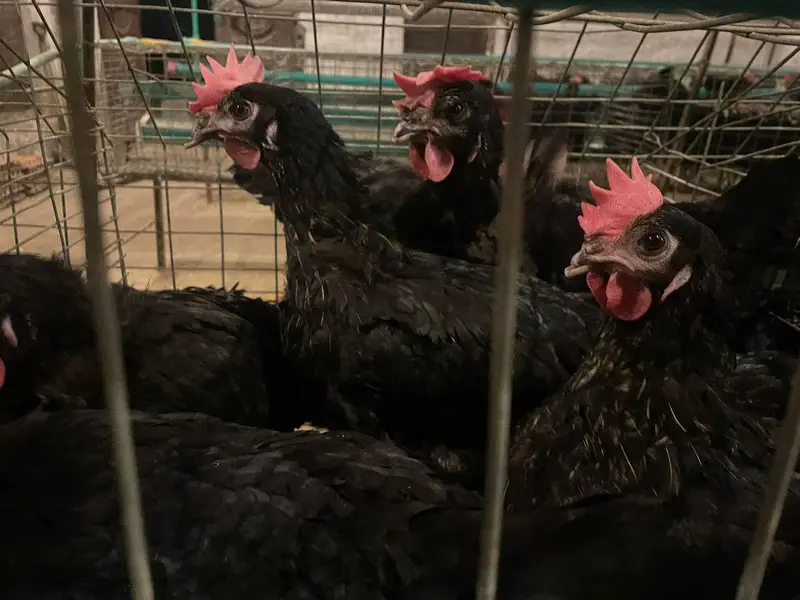 chicks | choza | Golden | Misri | Australop | Broiler | Hen — photo 5