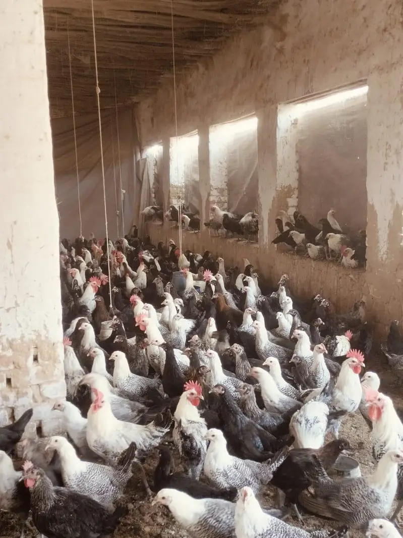 chicks | choza | Golden | Misri | Australop | Broiler | Hen — photo 9