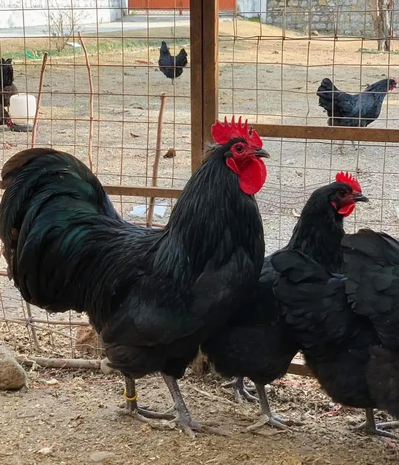 chicks | choza | Golden | Misri | Australop | Broiler | Hen — photo 10