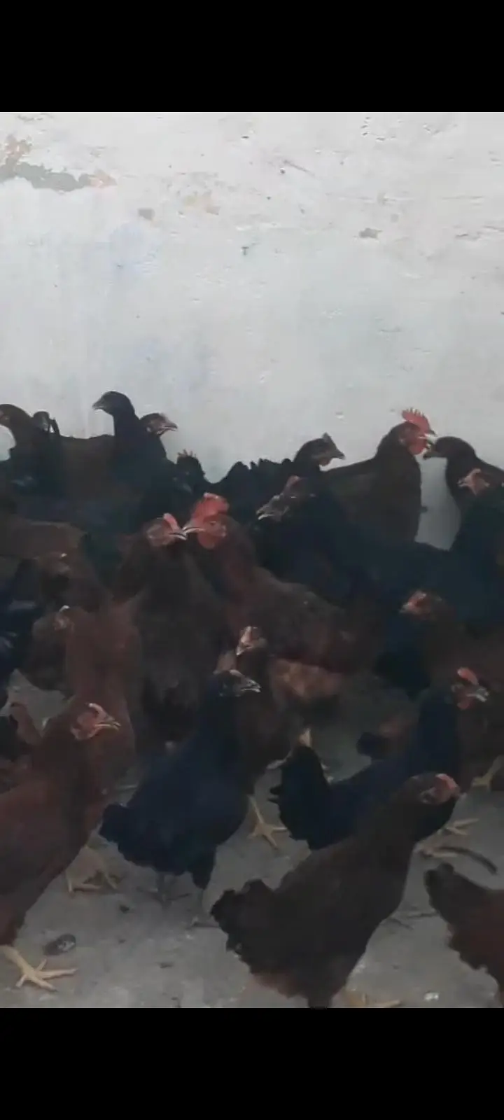chicks | choza | Golden | Misri | Australop | Broiler | Hen — photo 11