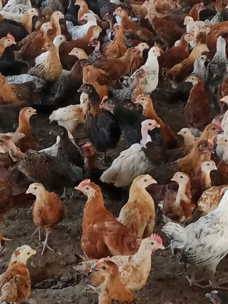 chicks | choza | Golden | Misri | Australop | Broiler | Hen — photo 12