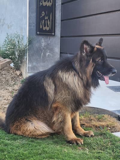 triple coat German Shepherd for sale
