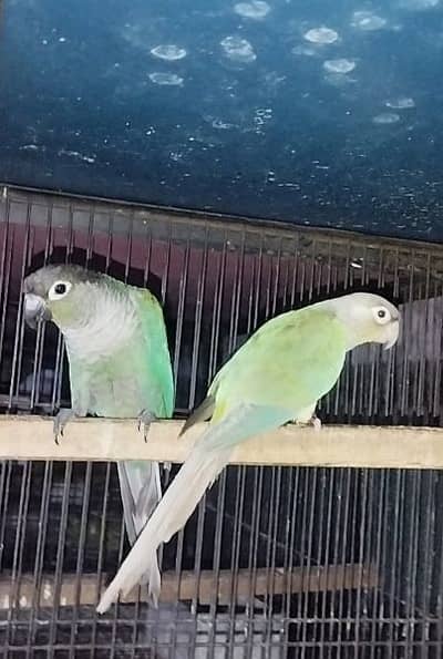 Blue Turquoise fertile pair for sale