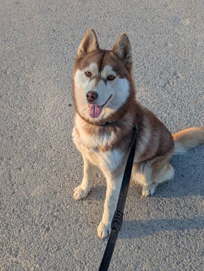 Siberian husky copper female