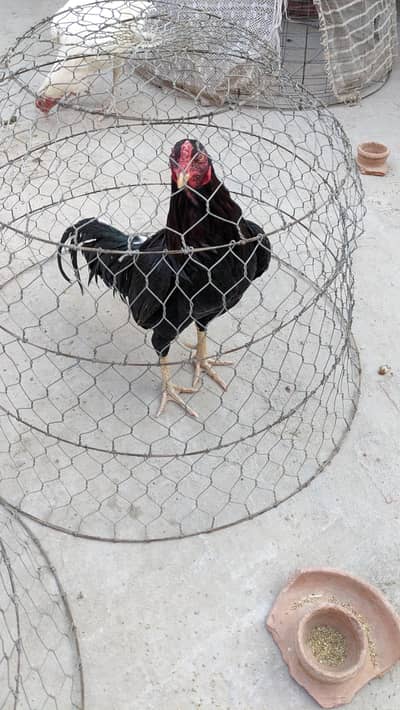 Aseel miawali lakkha mushka male for sale