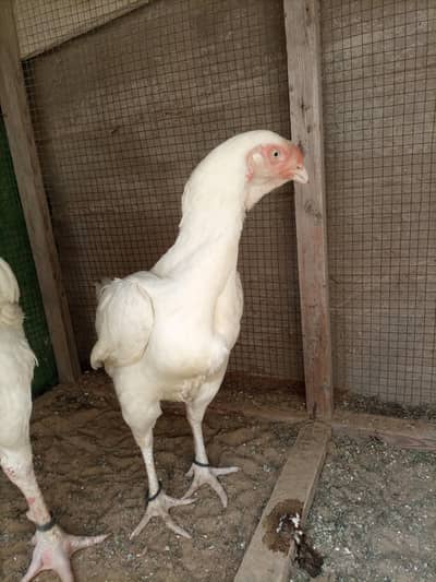 Aseel Pure Heera qandari paper White female Available 0335272576l