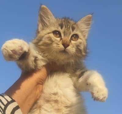Persian kitten for sale. . interested ones DM