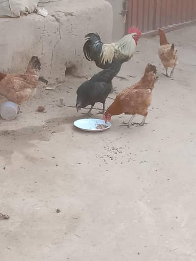 Golden misri anddy wali murghian for sale