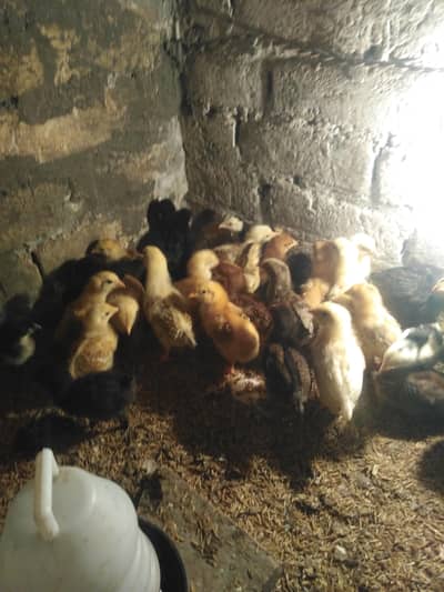 golden Misri Chicken