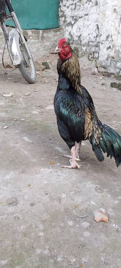 pure Quality Aseel murga