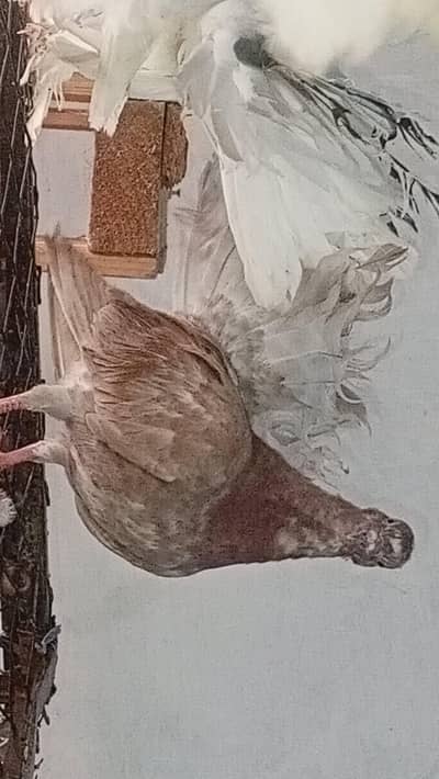 English fantail lakay