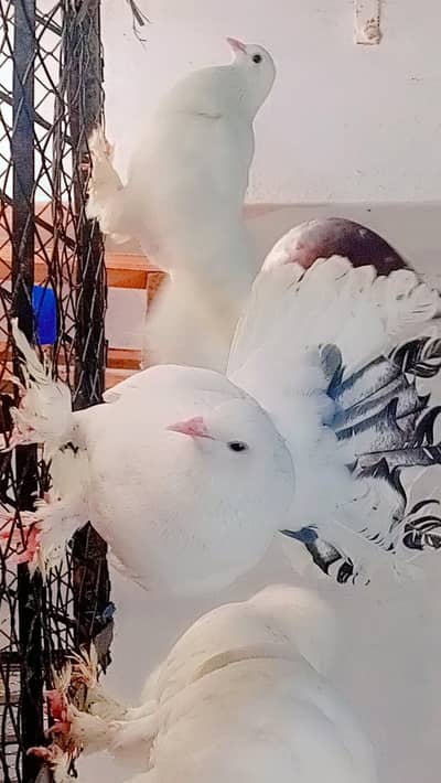 English fantail lakay