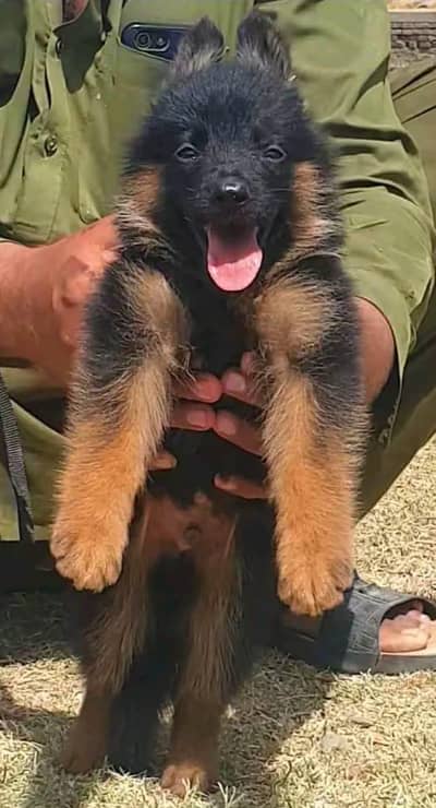 German Shepherd dog WhatsApp 0342=========9369========990