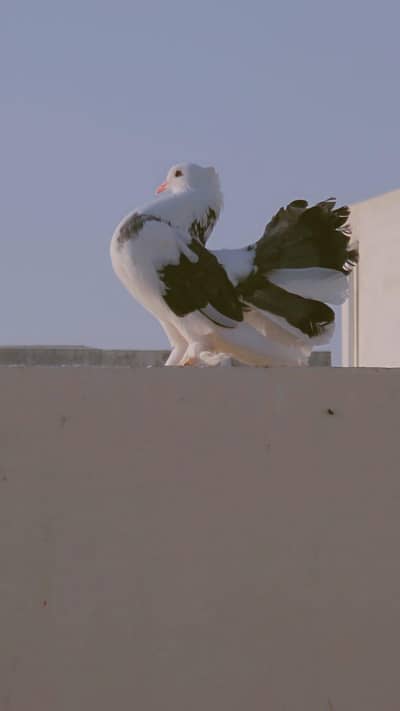 Modern Laka A+ QUALITY