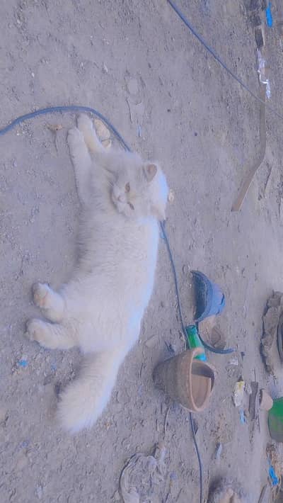 Persian cats pair available