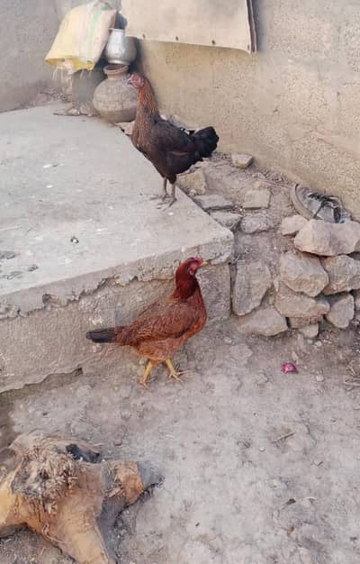 golden misri hen