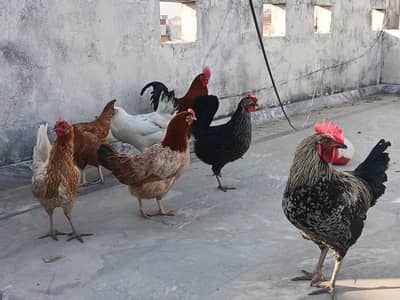 Desi Hens
