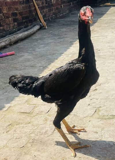 King Size Shamo Pair