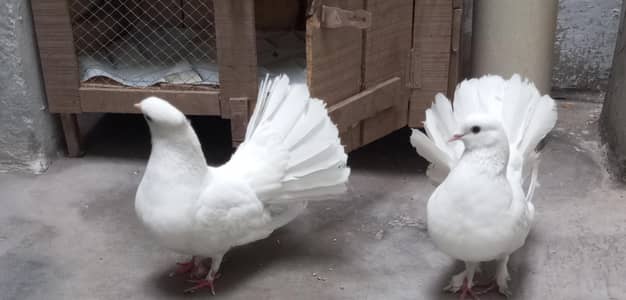 laky pigeons for sale