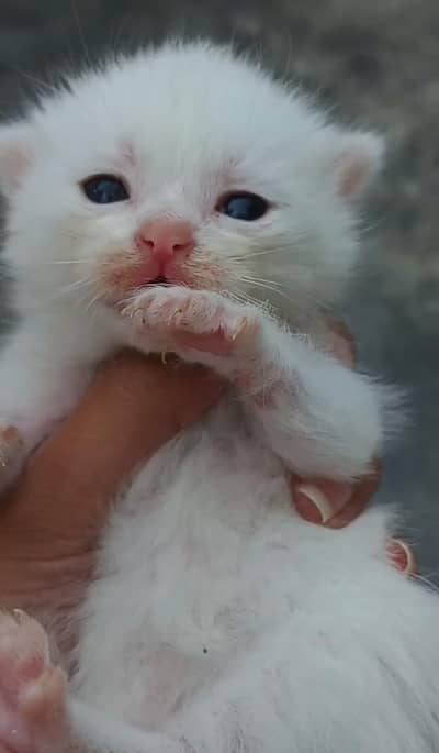 triple coated persian kittens