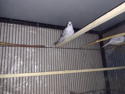 Diamond doves with cage