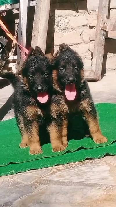 German shepherd puppies  my WhatsApp number 03245285207