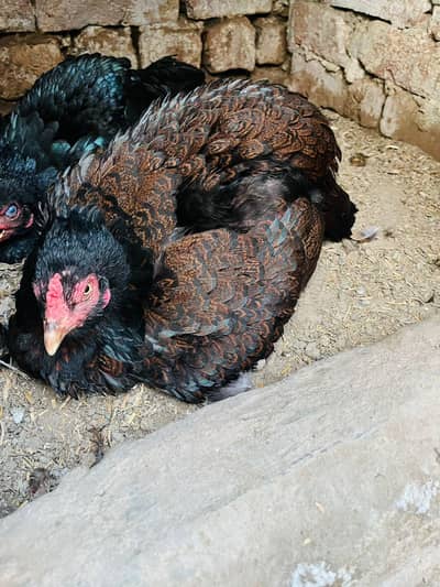 kurak murghi big size