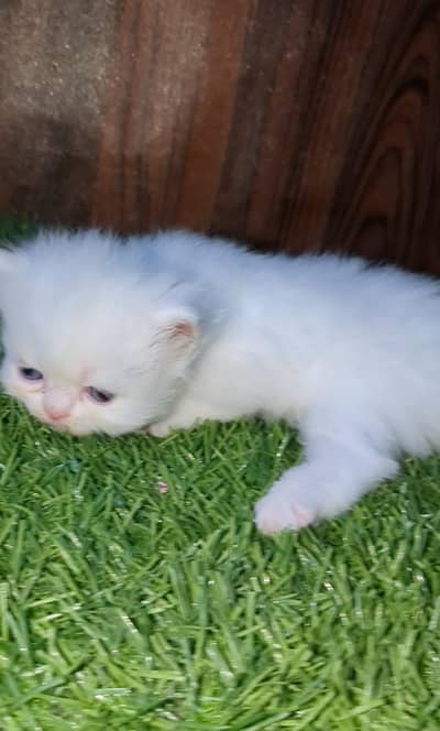 Persian Kittens