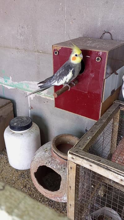 coman pair red eyes breeder pair