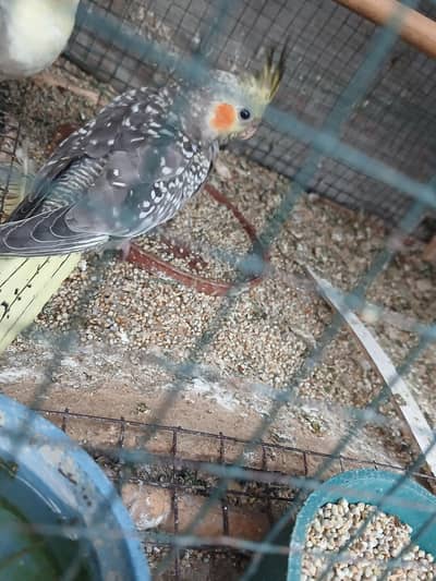 coktail pied for sale