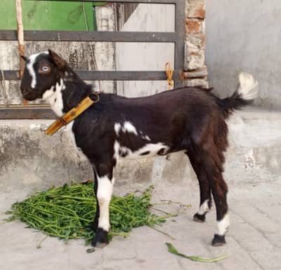 Tedda ablak breader pointed white eyes Rate Fnl Hy