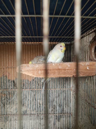 Dun fallow maadi budgie