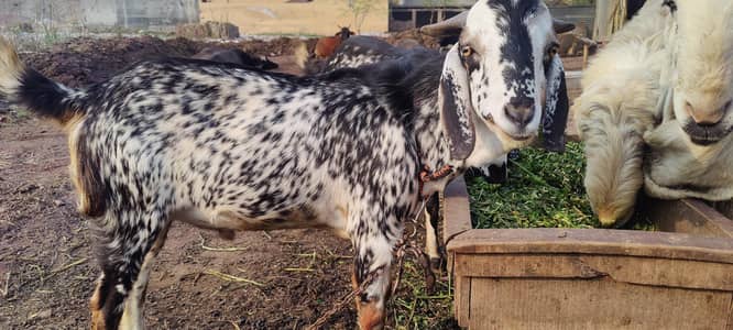 Desi Home Breed Khasi Bakra Qurbani 2026
