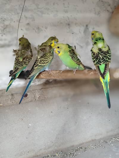 Hogoromo Double Flowers pairs