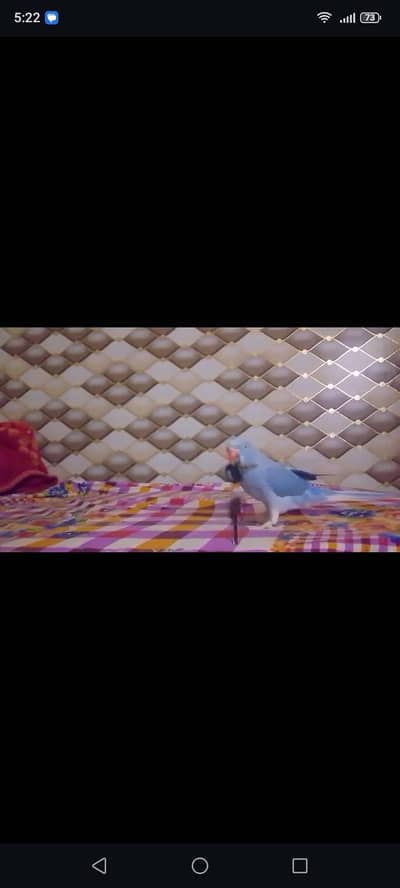 Cobalt ct female ringneck mutation