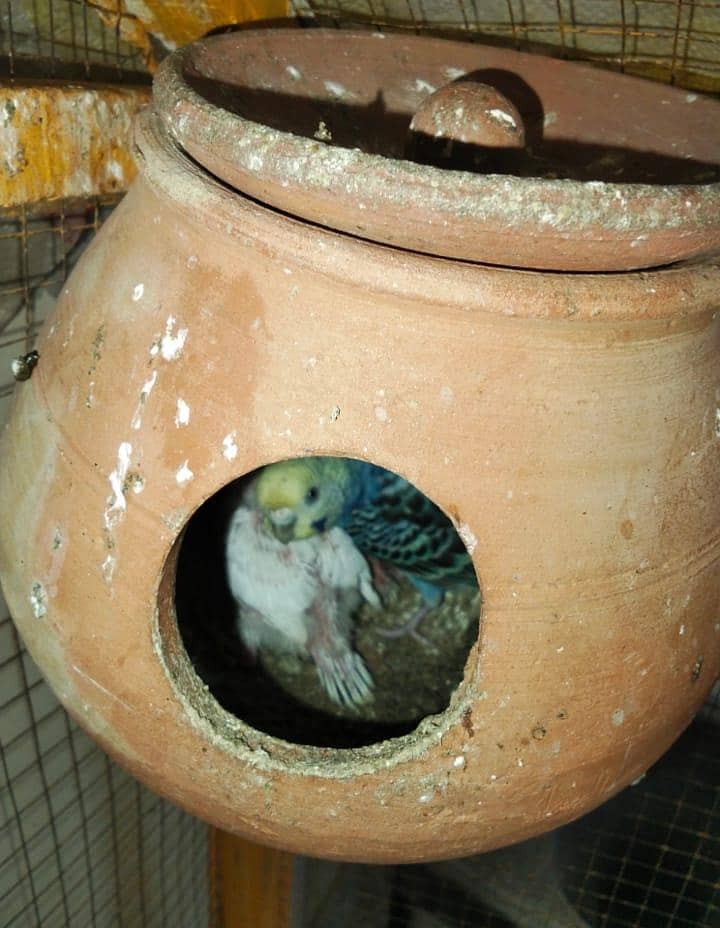 ماشاءاللہ سب جوڑے اکیٹو ہے 0