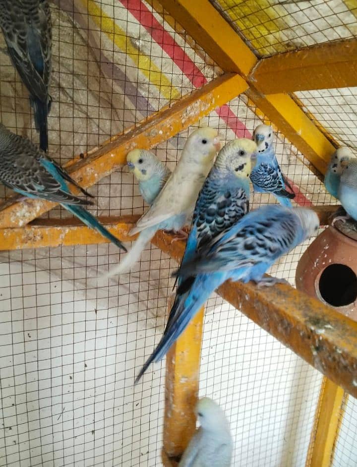 ماشاءاللہ سب جوڑے اکیٹو ہے 4