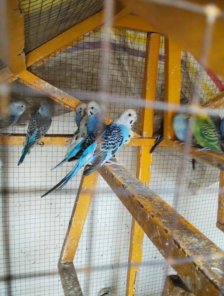 ماشاءاللہ سب جوڑے اکیٹو ہے 5