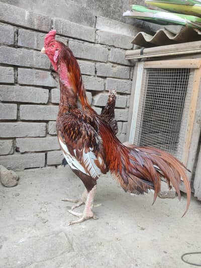 Aseel Kili taji murga