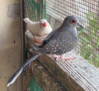 Finches/ Doves