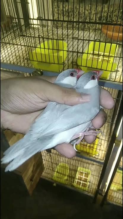 Silver Java finch 0