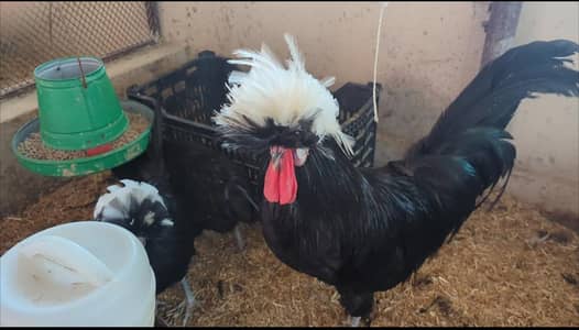  Black Polish White Crest Egg Laying Trio – For Sale