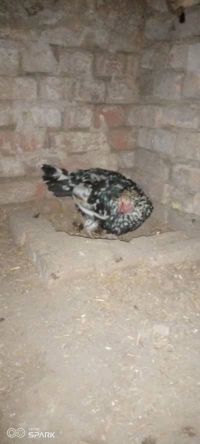 kuruck murgi 2 din ki