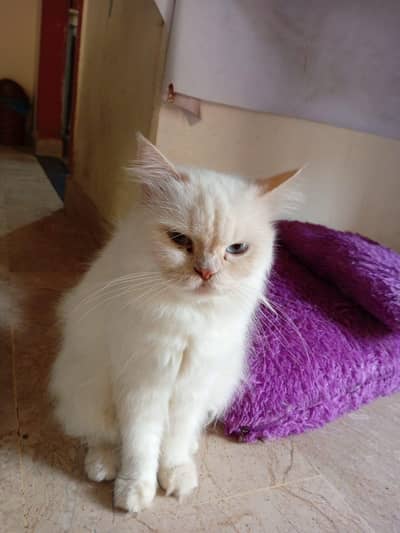2 Persian cats for adoption