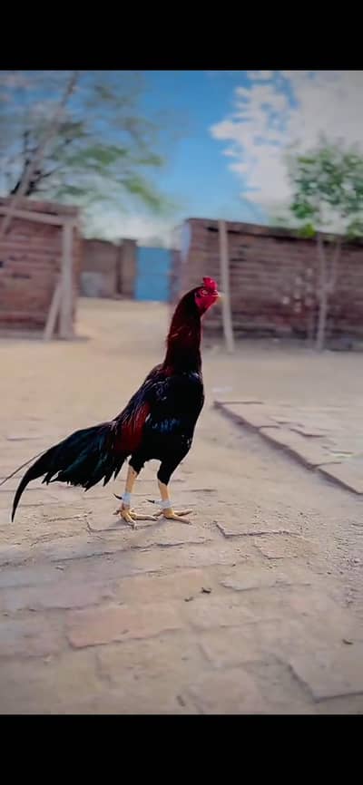 Desi Aseel Murga for sale