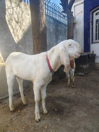 Rajanpuri Bakra For Sale | Healthy & Active | WhatsApp 03278997292