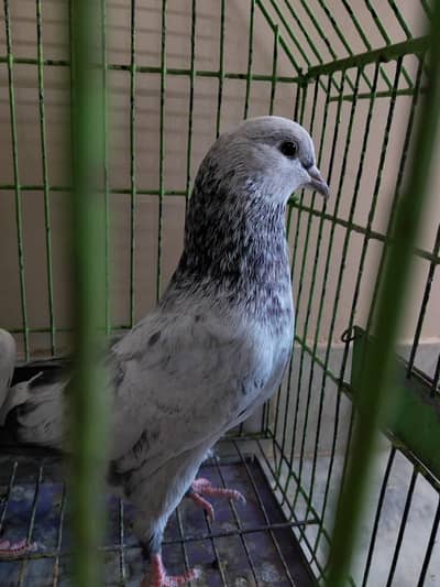 Silver Bajrai Pigeon